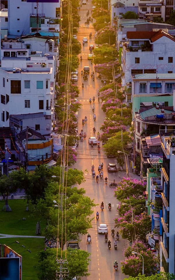 Hoa bang lang da nang
